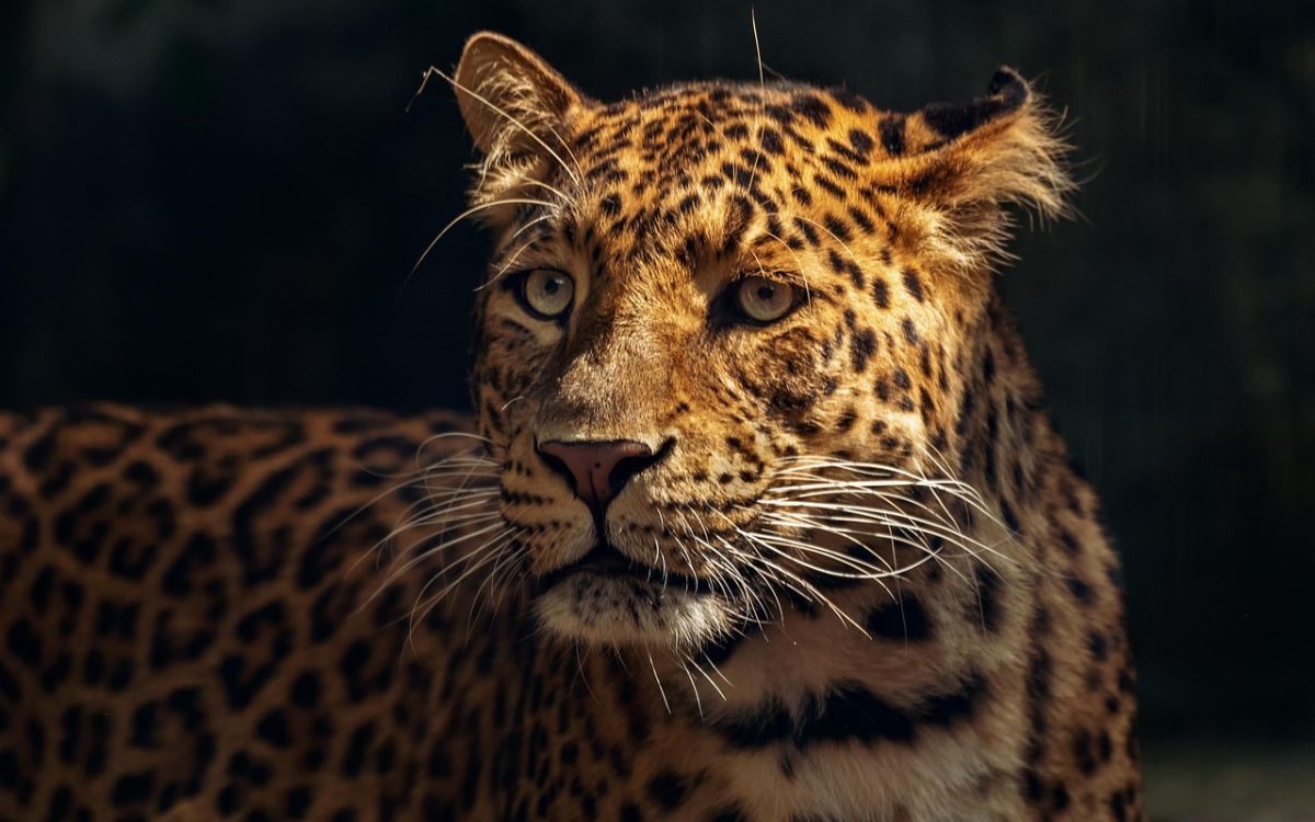 El rugido de la unidad: América teje una red para salvar al jaguar