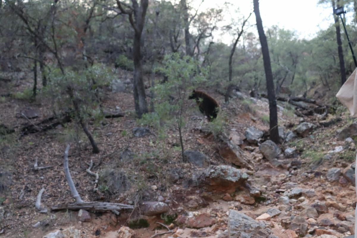 Un regreso a casa: osa negra rescatada vuelve a la vida silvestre en Sonora